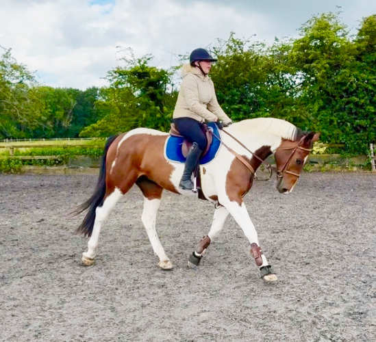 GENUINE FANTASTIC QUALITY ALLROUNDER/ PERFORMANCE HORSE!
