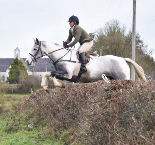 FANTASTIC GENUINE ALLROUNDER / WORKING HUNTER/ SHOWING!