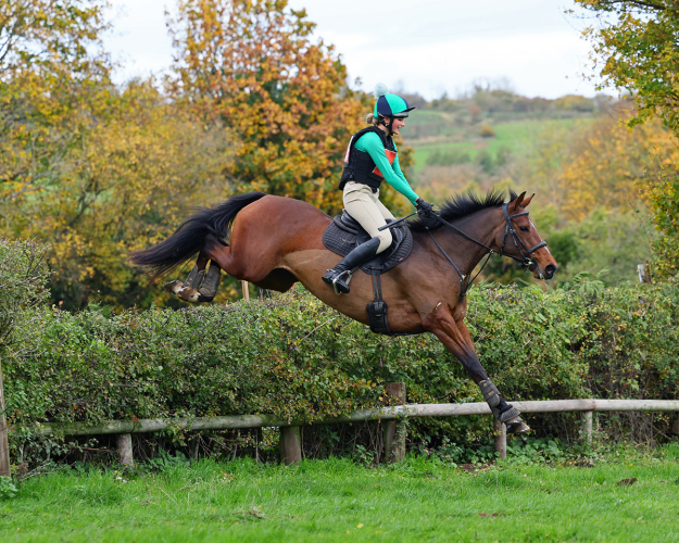 Once in a lifetime mare seeking new adventures