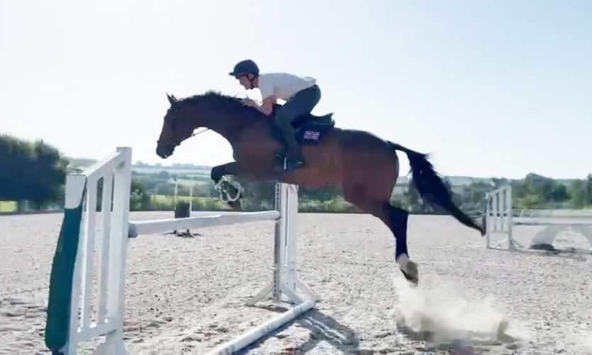 Stunning 9yo Gelding