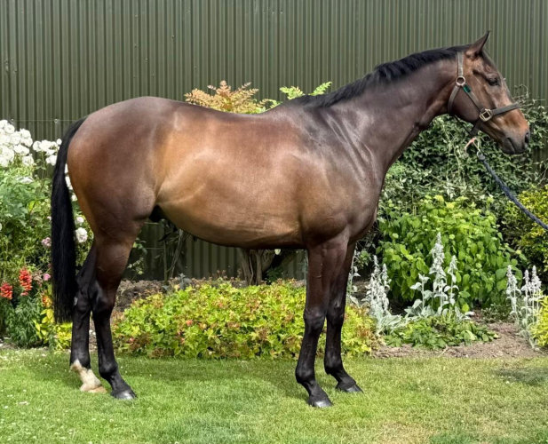 Absolutely Lovely and Talented Gelding