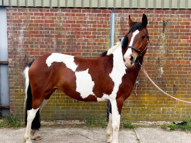 Irish Mare, All rounder, 15,1, Happy Hacker
