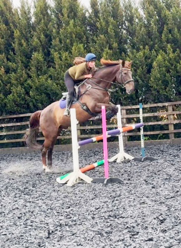 OTIS - 18hh, 12yo, Gelding