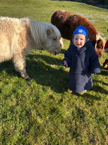 Perfect Family Mini Shetlands