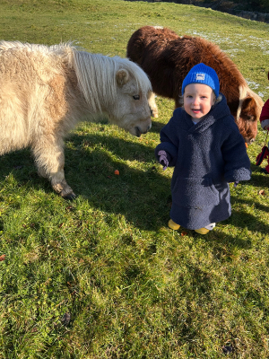 Perfect Family Mini Shetlands 