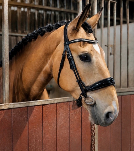 A very handsome 16.3, 6-year-old gelding by Woodstock Hero with a kind temperament.