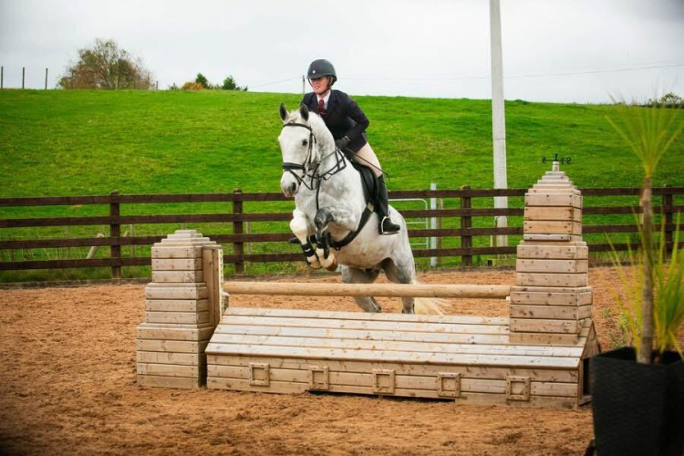 15.3 8 Year old ISH Gelding