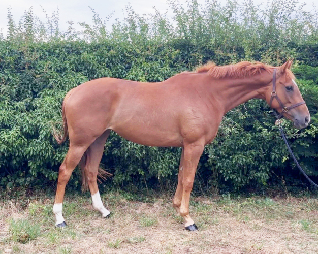 Saffy super compact  type tb filly