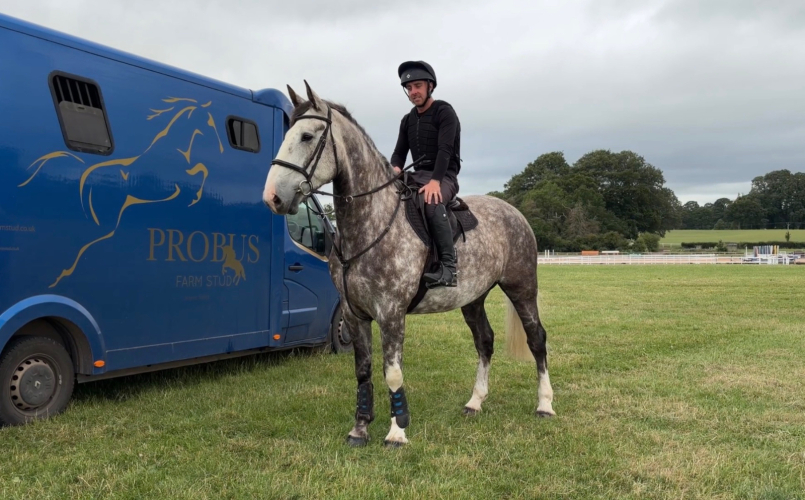 Quality Draught / Hunter / Show Horse