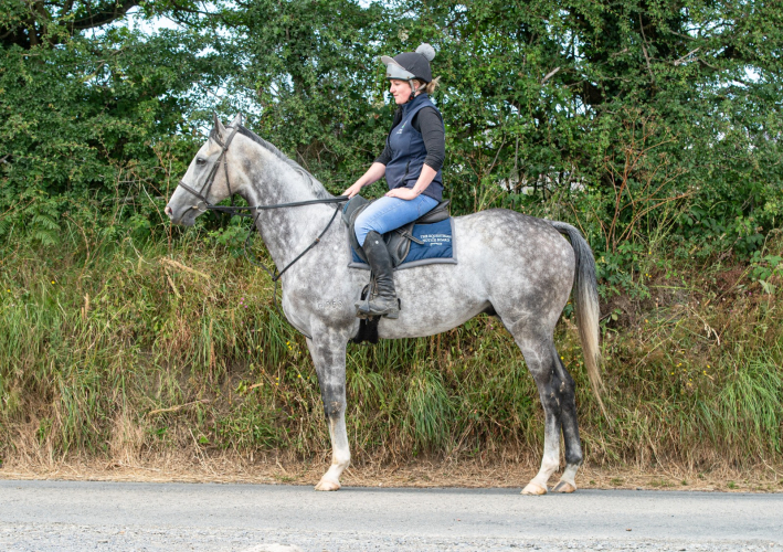 Quality gelding with beautiful breeding