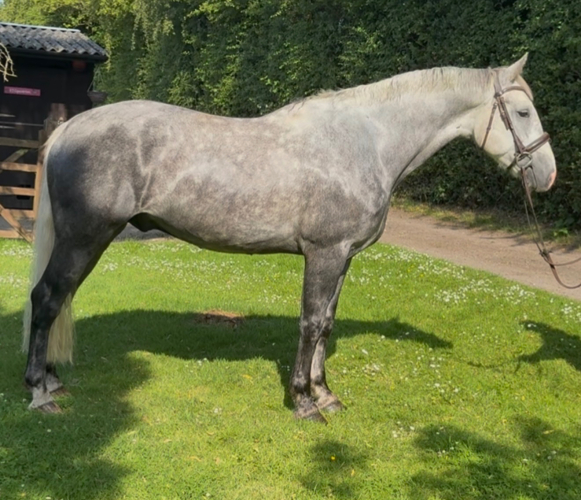 FANTASTIC GENTLEMAN / HUNTER / ALLROUNDER / RIDING CLUB!!