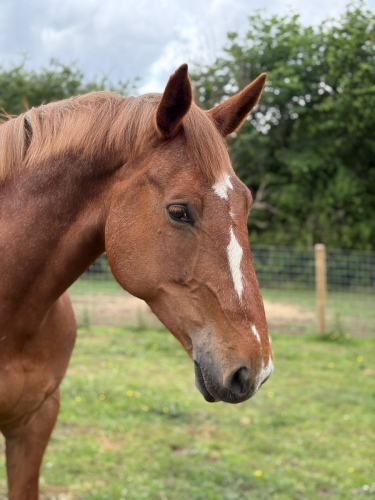 16.3hh Irish Draught Mare | Grassroots Event / Dressage Prospect