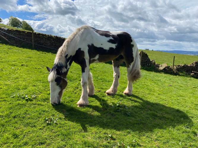Hack/Hunt/Mother’s/Husband’s horse