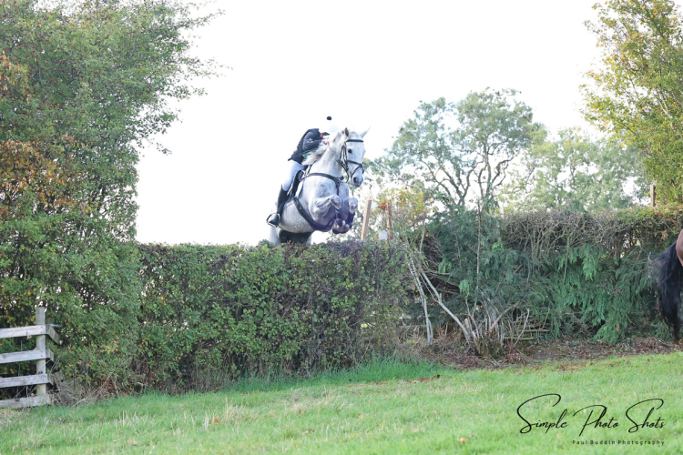 16.3 grey gelding flame