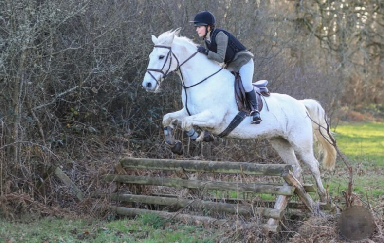 Hunting/Pony Club pony