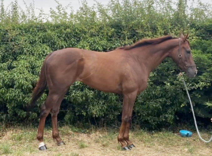 Stunning chestnut ROR YOUNGSTER