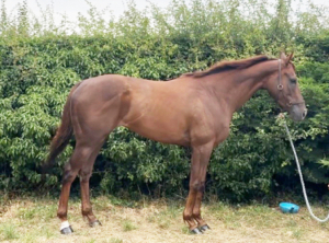 Stunning chestnut ROR YOUNGSTER 