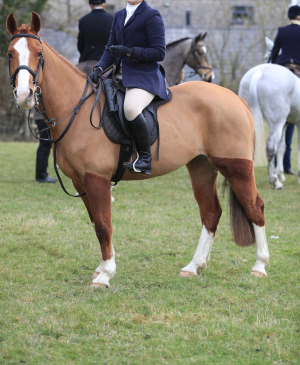 Smart ladies hunter / hack / endurance horse