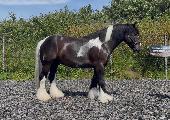15hh, 4 Year Old, Coloured Gelding