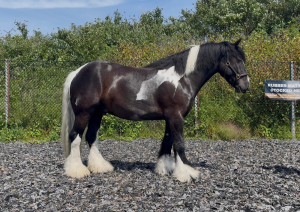 15hh, 4 Year Old, Coloured Gelding
