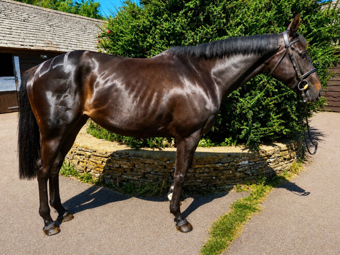 Smart Straightforward Mare