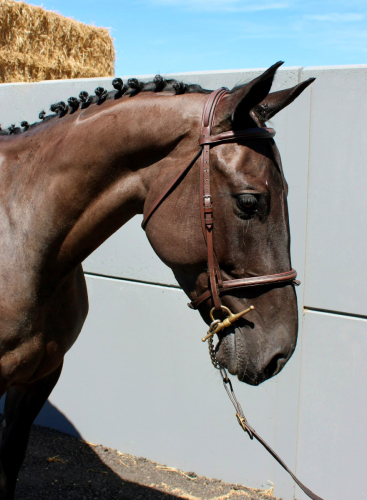Genuine 5 Year Old Gelding