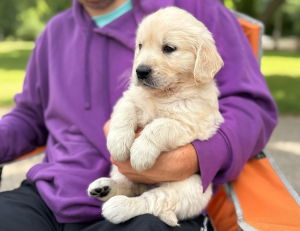 Beautiful golden retrievers 