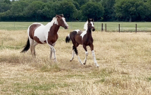 Quality CHAPS reg Sports foal