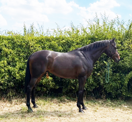 Stunning  ROR gelding