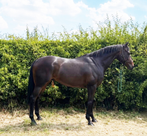 Stunning  ROR gelding 