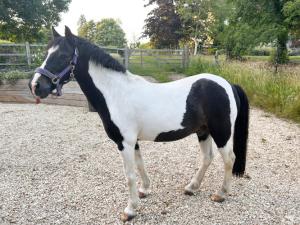 12.3hh First ridden 