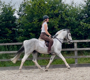 PC allrounder/hunter/jumper