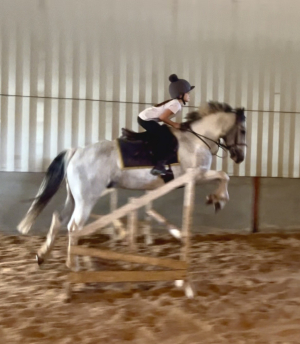 PC allrounder/hunter/jumper