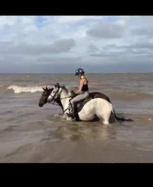 PC allrounder/hunter/jumper