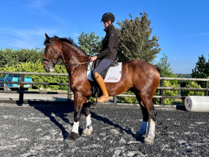Big Bear - Experienced Hunter /allrounder  
