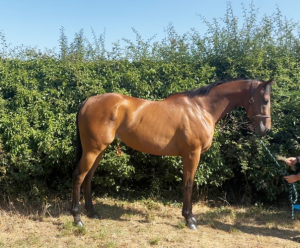 Smart ROR/Polo / allrounder 