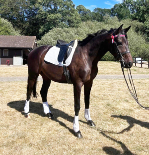 TOP QUALITY 16.3HH 4 YEAR OLD GELDING