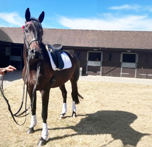 TOP QUALITY 16.3HH 4 YEAR OLD GELDING