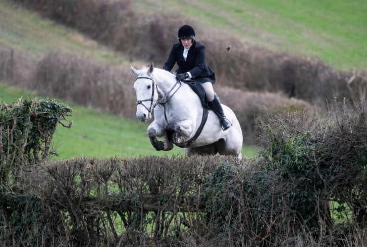 Stunning 16hh Irish 13yo Grey Irish Draught Mare – Experienced Hunting Schoolmistress & All-Rounder