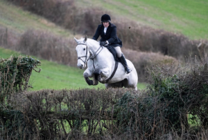 Stunning 16hh Irish 13yo Grey Irish Draught Mare – Experienced Hunting Schoolmistress & All-Rounder