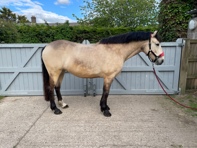 15.2 connie x mare