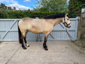 15.2 connie x mare 