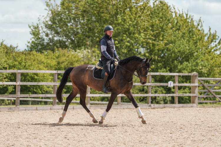 Smart horse on a budget