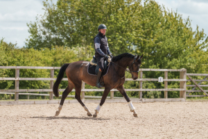 Smart horse on a budget 