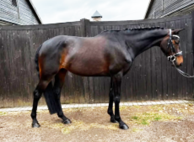 Stunning All Round Prospect