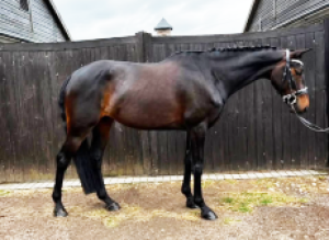 Stunning All Round Prospect 
