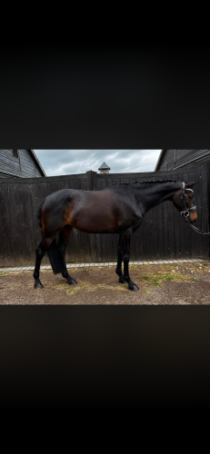 Stunning All Round Prospect