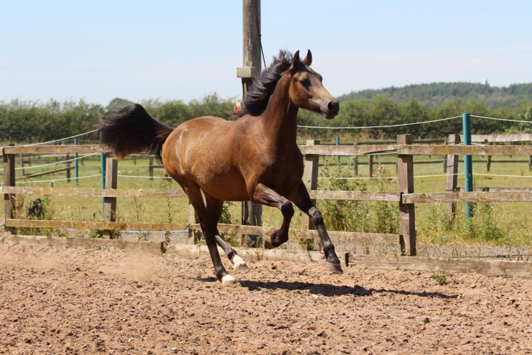 Ultimate Competition Allrounder