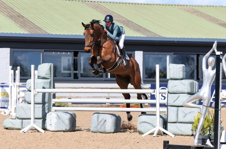 Super competition horse/allrounder