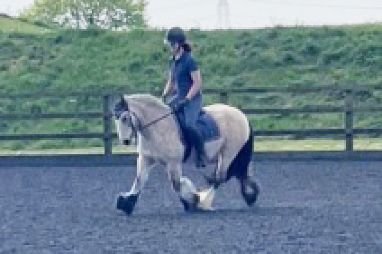 13.2hh Dun Traditional Cob Mare